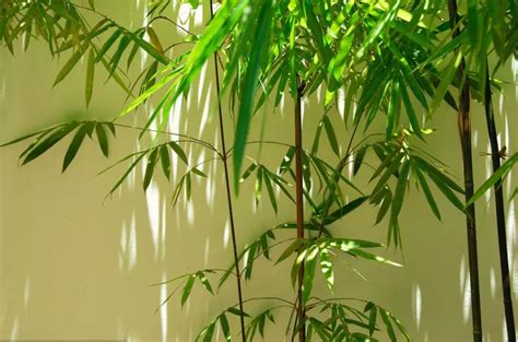竹子代表什麼 房間門 風水